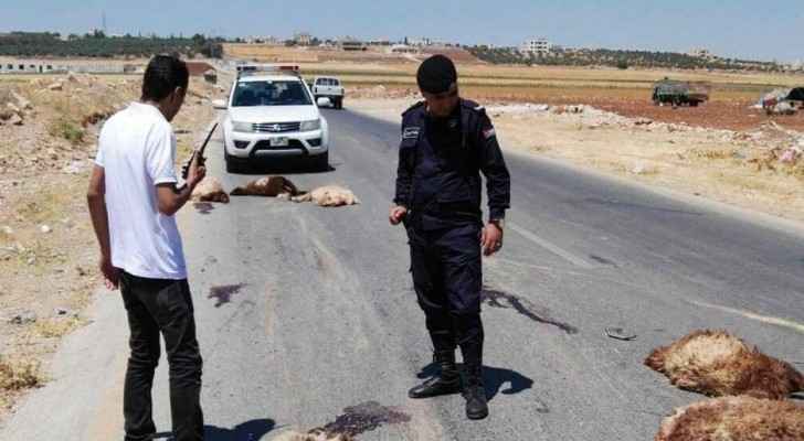 نفوق 36 رأس غنم بحادث دهس في اربد