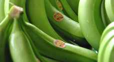 فوائد ذهبية للموز "الأخضر".. فاحرص على تناوله يوميا