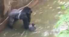 غوريلا يتلقط طفلًا انزلق في حديقة حيوان .. فيديو