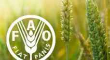 الفاو: أسعار الغذاء العالمية تسجل أكبر ارتفاع شهري خلال اربع سنوات
