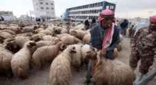 الأردن يصدّر 295 ألف خروف للخليج