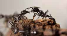 "قبلة الموت" .. وسيلة النمل للاغتيالات المدبرة