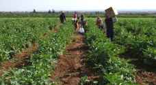 الزراعة: لا اضرار بالمحاصيل جراء موجات الحر المتتالية