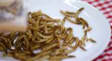 كوريا الجنوبية تشجع على أكل الحشرات خاصة " المسلوقة "