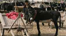 دول إفريقية تمنع تصدير الحمير إلى الصين