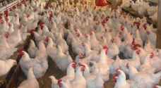 الغذاء والدواء تغلق مزرعة للدواجن في الكرك
