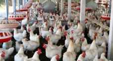الأردن يعلق إستيراد الدواجن من عدة دول أوروبية