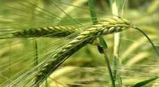 'الزراعة': الفرصة ما تزال مهيأة امام مزارعي القمح لزراعة أراضيهم