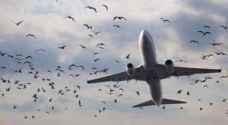 طيور تهدد طائرات لبنان.. وخوف من كارثة قادمة!