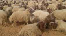 ارتفاع صادرات الخراف الاردنية للاسواق الخليجية 35 %