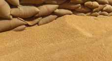 مصر تستهدف زيادة إنتاج القمح المحلي إلى 10 ملايين طن
