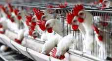 توقعات بانخفاض اسعار بيع دجاج النتافات بالأسواق المحلية