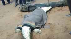 وجدوا بقايا طفلهم في جوف التمساح في زيمبابوي .. فيديو