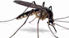 شكاوى من انتشار البعوض في الاغوار الوسطى