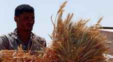 مصر تشتري ٨٠٣ آلاف طن قمح