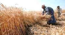 مصر تشتري مليوني طن قمحا من المزارعين المحليين