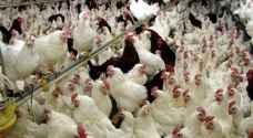اتفاق يحدد السقف الأعلى لأسعار الدجاج.. تفاصيل