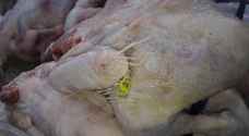 'الغذاء والدواء': لا وجود لدجاج فاسد بالزرقاء