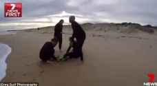 بالصور.. دلافين تنقذ رجلًا من بين فكي قرش أبيض في أستراليا