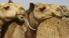 السعودية تعيد آلاف الإبل المملوكة لقطريين إلى الدوحة
