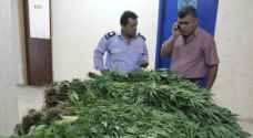 شرطة أريحا تضبط ١٢٦٠ شتلة مخدرة