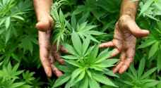الحكم على تاجري ماريجوانا بالأشغال الشاقة