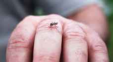 أسباب تجذب البعوض إليك كالمغناطيس.. احذرها