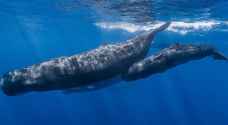 كندا تجبر السفن على خفض سرعتها لحماية الحيتان الصائبة