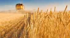 السعودية تتخلى عن خطط الاكتفاء الذاتي من القمح