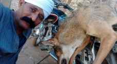 صعيدي هوايته صيد الذئاب والتقاط سيلفي بعد قتلها.. صور