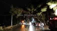 سقوط شجرة حرجية على عامود كهرباء بسبب الأمطار بالطفيلة.. صور