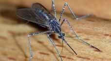 دراسة.. البعوض أذكى مما نتصور