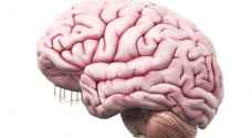 هل دماغنا يصاب بالشيخوخة بعد سن الـ25؟