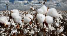 مالي تصبح المنتج الاول للقطن في افريقيا لموسم 2017-2018