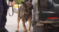 بالفيديو .. كيف يدرب الأردنيون والأمريكيون الكلاب البوليسية