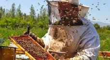 ارتفاع إنتاج الأردن من العسل 3.7%