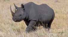 نفوق 7 حيوانات من فصيلة وحيد القرن الأسود المهددة بعيد تغيير ملجئها