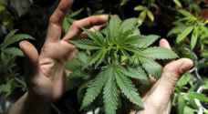 مزراعو الحشيشة في لبنان حذرون من تشريع زراعة نبتة تدر عليهم الأموال