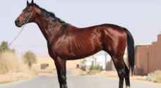 سلطة اقليم البترا تتخذ اجراءات قانونية بحق معتدٍ على حصان