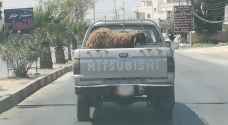 الرزاز يعلق على السيارة الحكومية التي تنقل أضاحي في اربد
