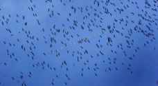 بالصور - اسراب طيور مهاجرة في سماء الاردن