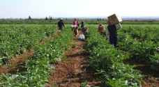 الحكومة تسمح للمزارعين بتلبية احتياجاتهم من العمالة الوافدة