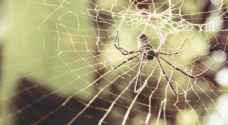 للعناكب حليب.. وفائدته أكبر من حليب الأبقار