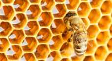 علماء يكشفون لأول مرة لغز الشكل السداسي لخلية النحل
