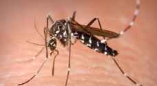 حل "ثوري" لمكافحة البعوض يبشر بإنقاذ حياة الملايين