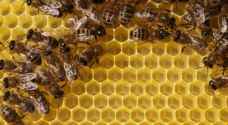 علماء: النحل "بارع في الحساب"