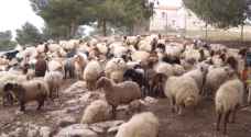أعباء مادية كبيرة يعانيها مربو الماشية في مادبا.. فيديو