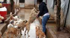سورية تأوي آلاف الكلاب والقطط الضالة - صور
