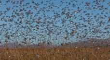 سرب من الجراد قادر على التهام غذاء نصف مليون شخص في يوم واحد