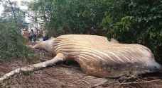 العثور على حوت عمره سنة في غابات الأمازون.. والعلماء في حيرة